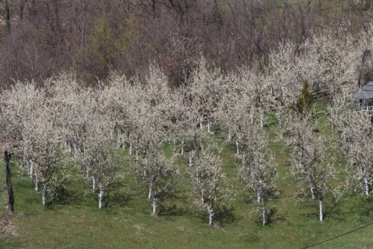Snijeg, mraz i niske temperature nanijeli mnogo štete: Mnogi plodovi stradali