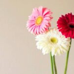 cvijece tricvijeta ljepota pinterest