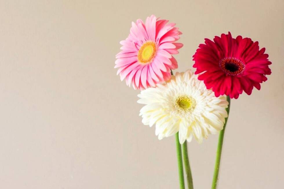 cvijece tricvijeta ljepota pinterest