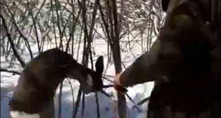 Postavljaju sajle u šumama kojim hvataju divljač, jučer se “ulovio” srndać