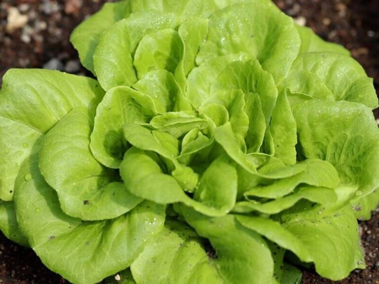 Ovo su ljekovita svojstva zelene salate koja biste trebali znati