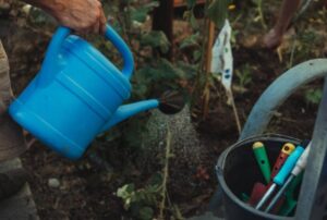 Korov sirce maj2021 US