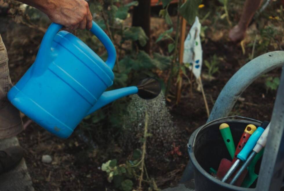 Korov sirce maj2021 US