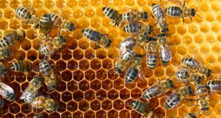 Svjetski dan pčela: Svaki treći zalogaj u ishrani čovjeka zavisi od pčela