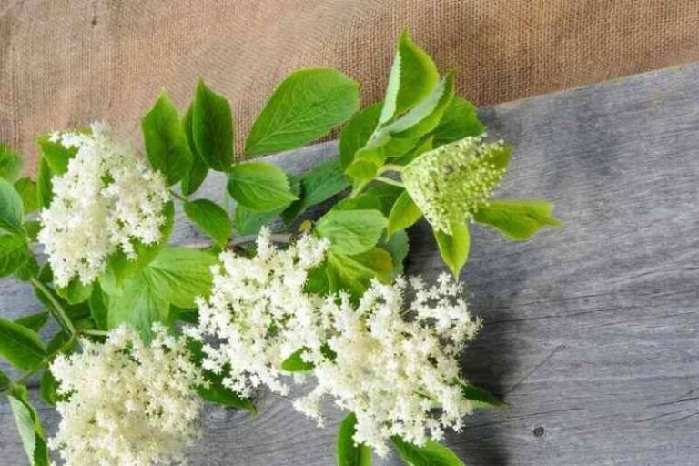 Mirisna i ljekovita zova krijepi organizam, liječi astmu i kašalj