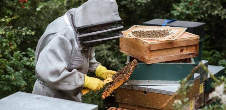 Pandemija pospješila prodaju meda, pčelari rasprodali sve zalihe