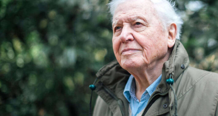 david attenborough face 1 1