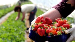 jagode2365 696x392 1