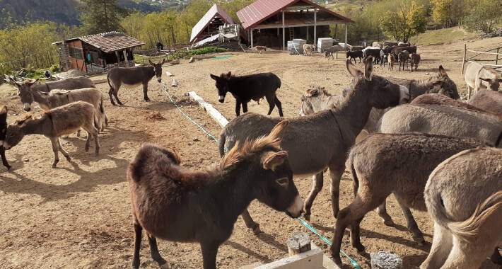 magarci zavidovici 1