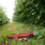 maline