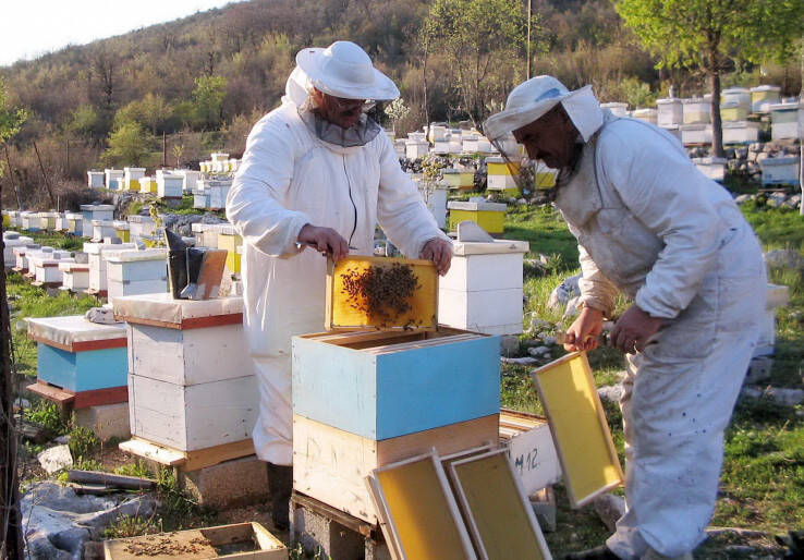 Većina pčelara rasprodala zalihe: Nema meda ispod 20 KM