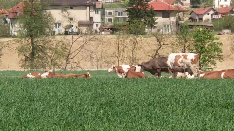 Najveći problem poljoprivrede i poljoprivrednika u BiH