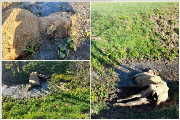 Leševi krava izazvali paniku u bh. gradu, sve slike objavljene na Facebooku