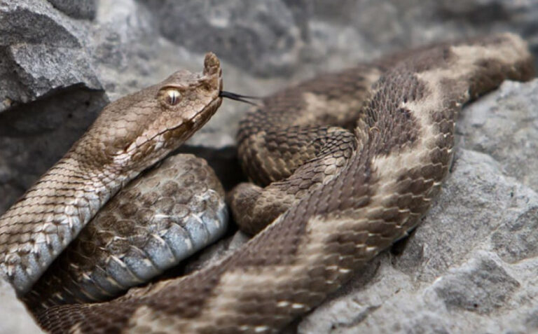 Užas: Poskok ujeo dječaka, hitno primljen u bolnicu