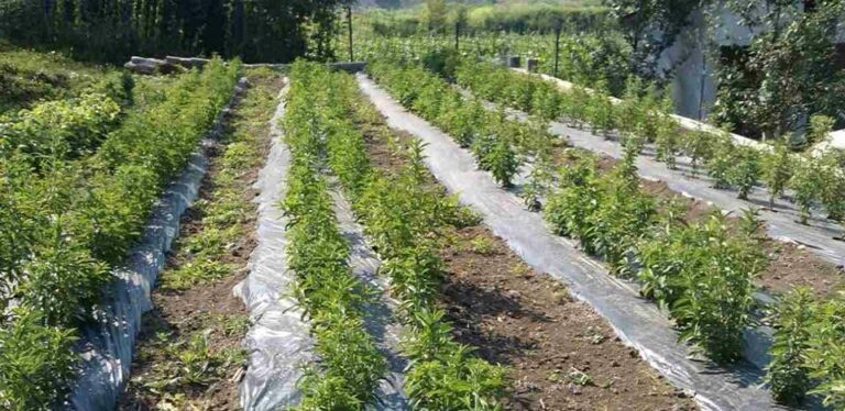 Porodica Konjići iz Zenice uzgaja steviju na jednom dunumu, a imaju i vlastite sadnice