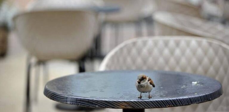 (Ne)rad Vlade FBiH u pandemiji: Sredstva nisu dobili najugroženiji privredni subjekti