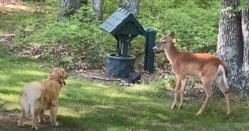 9686a23e2fea2d44aec2b36d7ba53e51