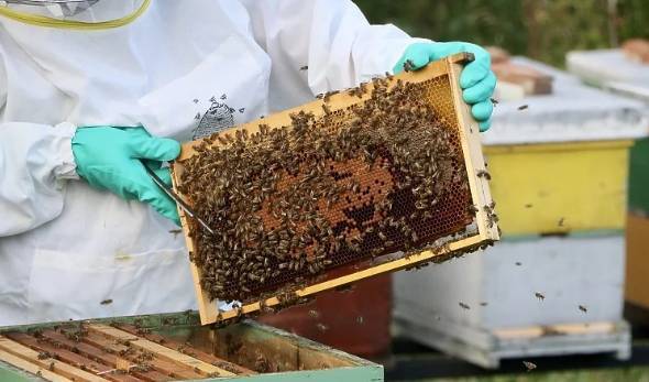 Pčelari od ljeta očekuju mnogo, ali traže i pomoć države