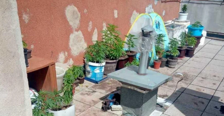 U Sarajevu uhapšen diler: Balkon mu bio kao botanička bašta (FOTO)
