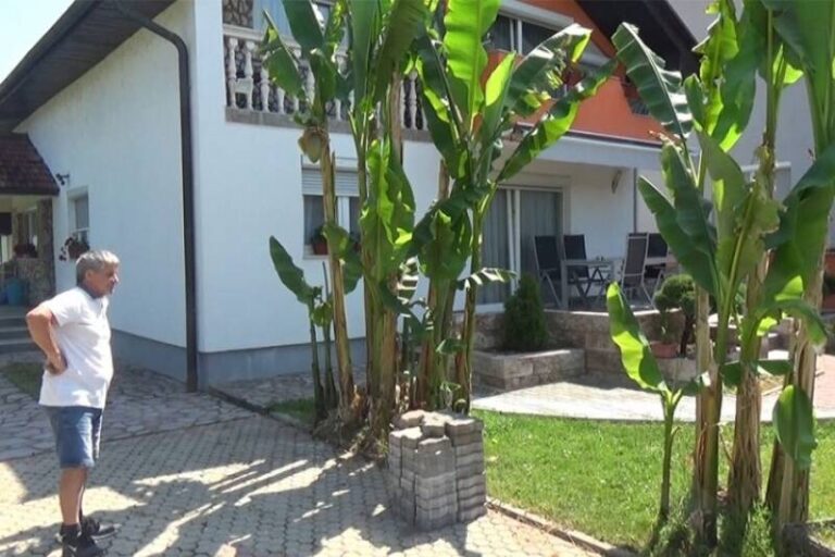 Čudo u BiH: Hikmet svake godine bere banane iz svog dvorišta