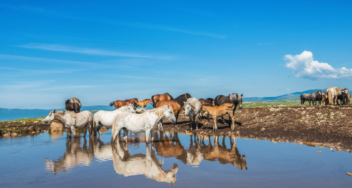 divlji konji livno 1