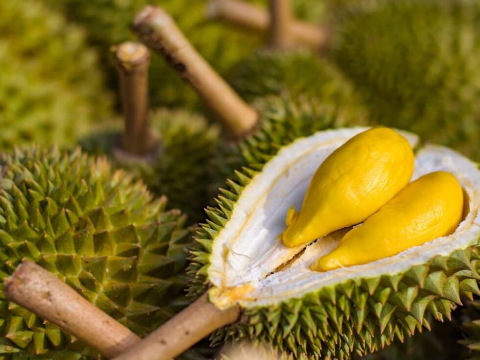 durian voce 1170x878 1