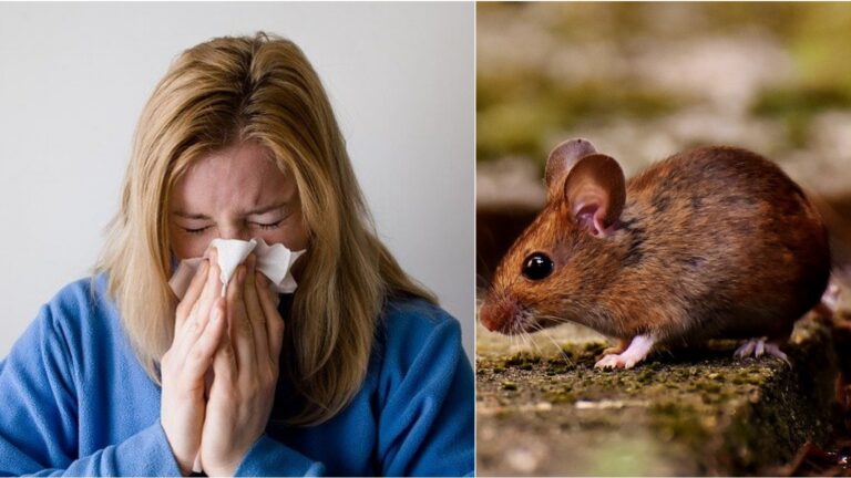 Povećan broj slučajeva mišije groznice