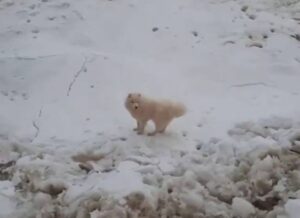 pas samojed antartik prtscr