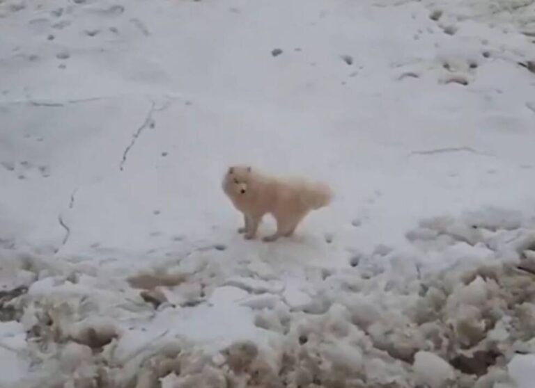 Pas je sedam dana lutao Antartikom: Spasila ga posada ledolomca