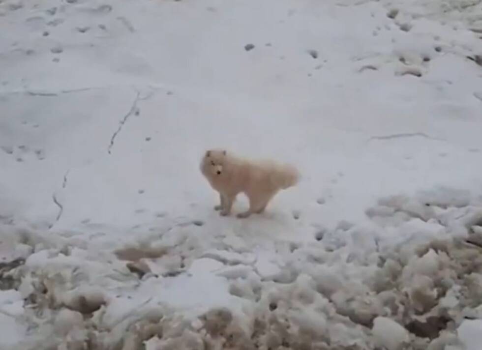 pas samojed antartik prtscr