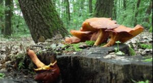 tartufi gljive 696x377 1