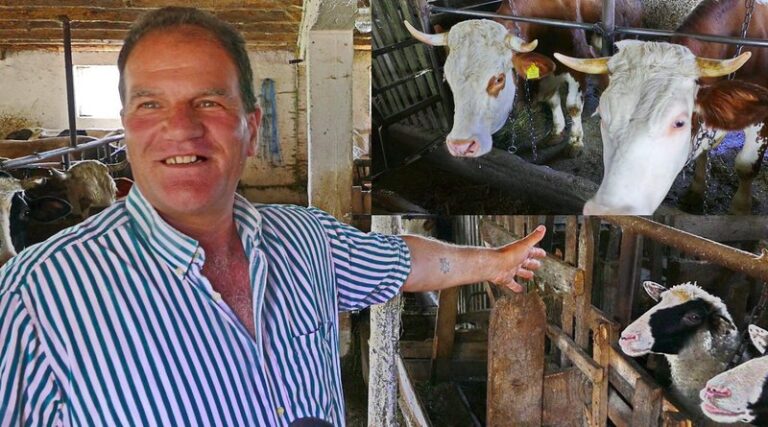 Bugojno: U kravama ima uštedu kao u banci