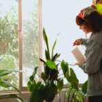 zalijevanje biljke cvijece pexels