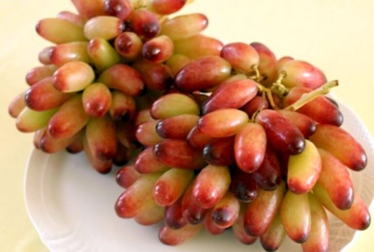 Japan: Grozd crvenog grožđa prodat za 12.700 dolara