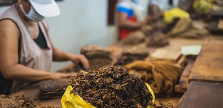 Šamac: Očekuje se prinos duhana od 1,5 tonu po hektaru