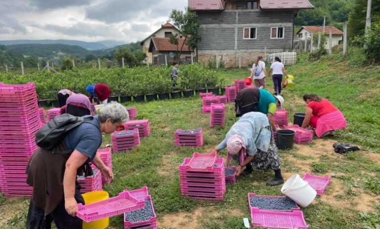 Visoko: 107 žena dnevno bere 3,5 tone borovnice