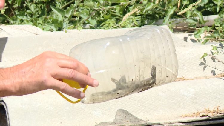 SA ZMIJA PKG DJK 120210702 162521273 mxf 00 00 04 12 Still001 750x422 1