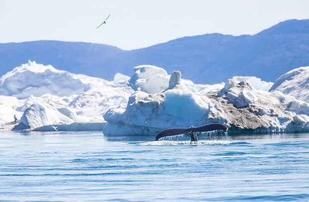 Klimatske promjene uzrokovale rekordno topljenje leda na Grenlandu