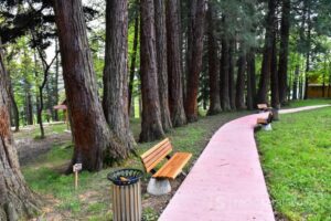 Sekvoje Grdonj Park Prijateljstva Sarajevo Drvece Foto ADK3