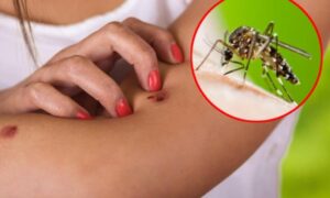 Zapadni nil juli2021 Kurir