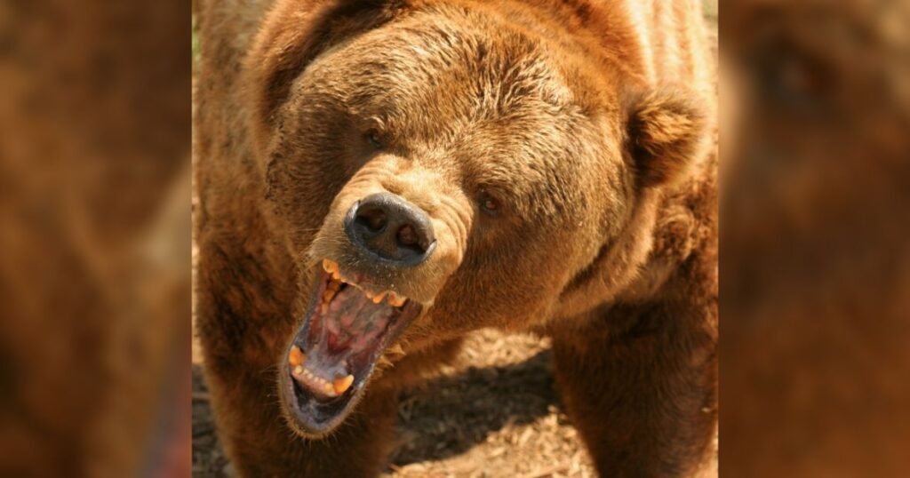 grizli medvjed napad pinterest