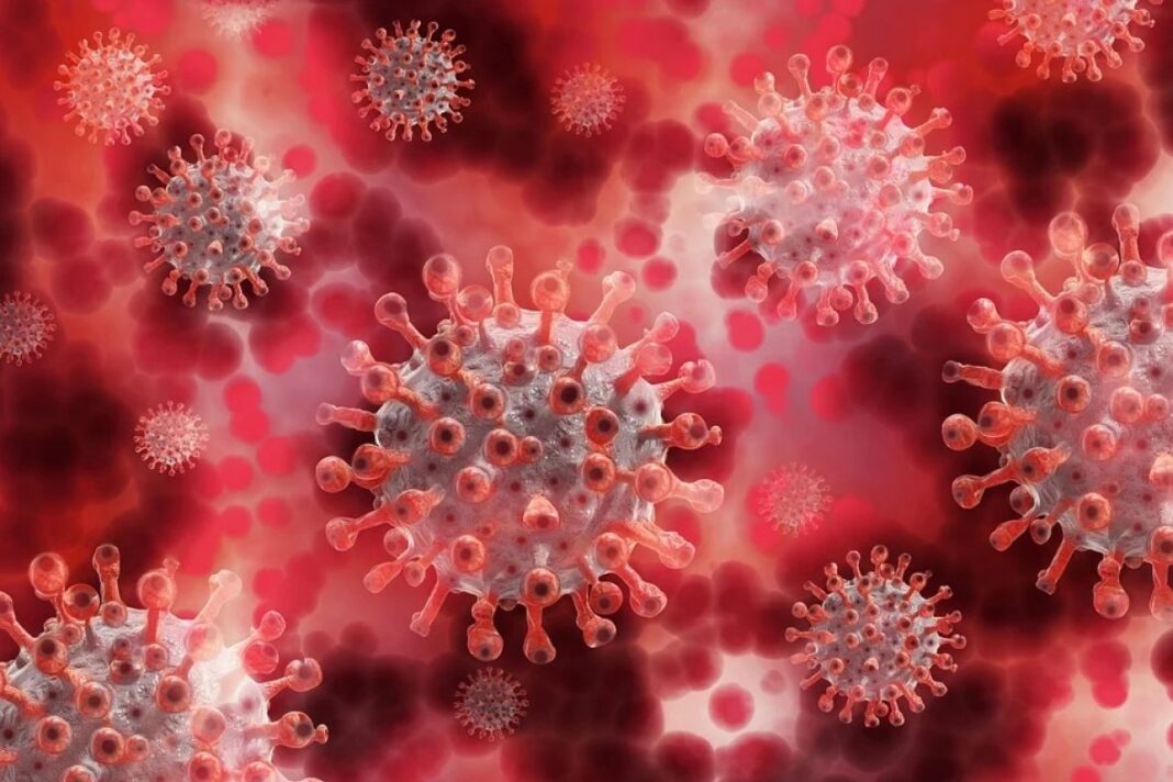 koronacovid virus celija krvnagrupa pixabay