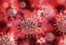 koronacovid virus celija krvnagrupa pixabay