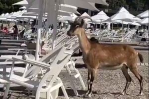 koza albanija 1 696x464 1