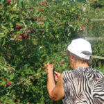 maline 1
