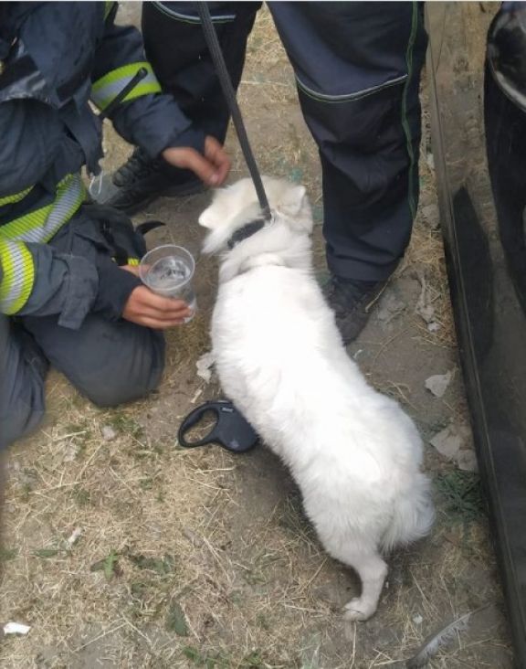 Nemarnost vlasnika: Vatrogasci spasili psa ostavljenog u zaključanom automobilu