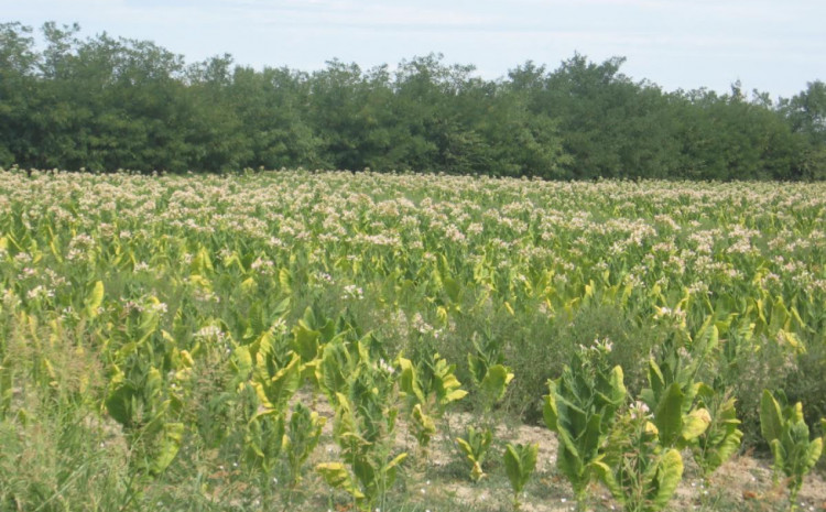 Visoke temperature ugrozile i duhan