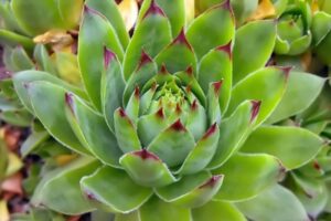 97246e0ca3c9d13d44ede2b9a160c5b1