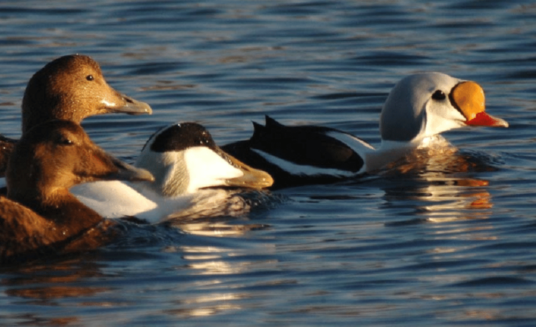 Ovdje se skuplja najskuplje perje na svijetu: Jorgan od više od 4.000 eura…