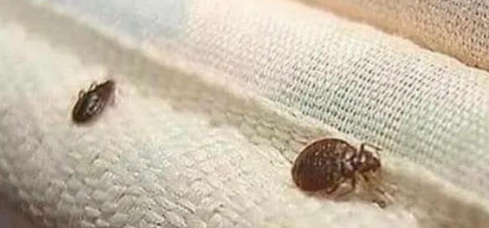 Oduševila se “bubamarama” na krevetu, pa se zgrozila kada su joj ljudi napisali o čemu se zapravo radi…